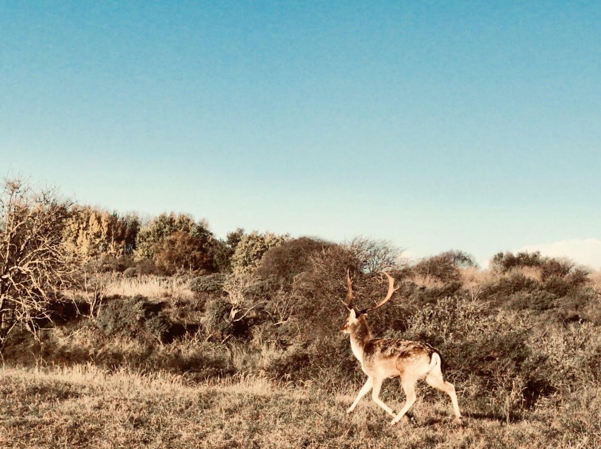 Achter De Duinen Leilighet Zandvoort Eksteriør bilde